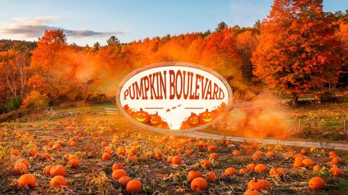 Pumpkin Boulevard