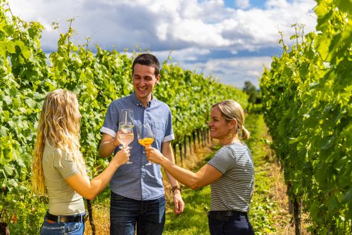 Gemeinsames Anstoßen in den Weinreben